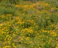 PICTURES/McDowell Preserve Scenic Trail/t_Poppies.jpg